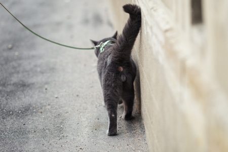 Katzenleine Leine Und Geschirr Fur Katzen Katzenleinen