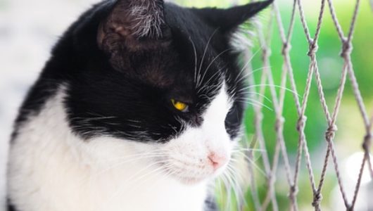 Katzenschutznetz Katzennetze Schutz Fur Balkon Garten