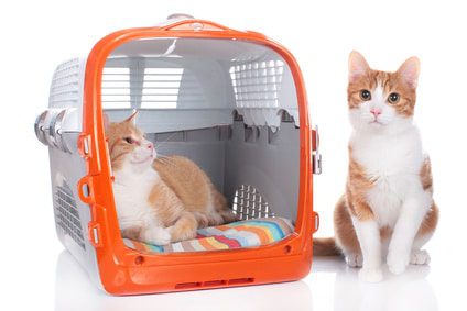 Transportbox für 2 Katzen - Extra große Katzenboxen