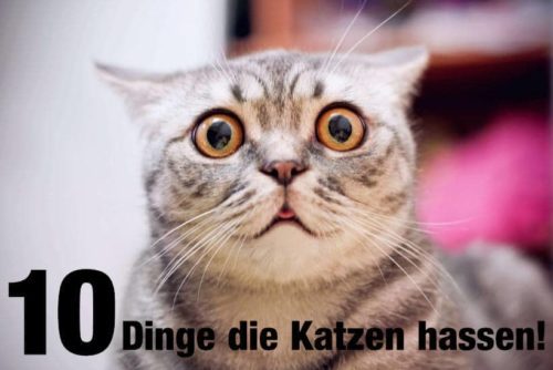 10 Dinge Die Unsere Katzen Hassen Und Was Wir Lassen Sollten