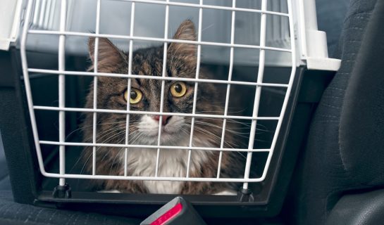 Reisekrankheit bei der Katze – Kinetose